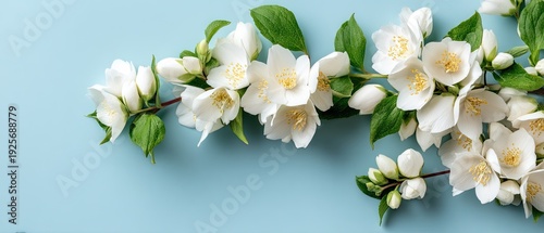 Jasmine flowers with blue background and space for logo, offering a simple flat lay design suitable for various uses