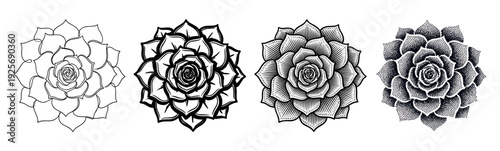 Set of four succulent plant illustrations showing different artistic styles including minimalist line art, bold graphic ink, vintage engraving, and detailed stippling from a top-down view