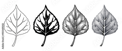 Four black and white poplar leaf illustrations show different artistic techniques including line art, silhouette, engraving, and stippling in a graphic collection of botanical elements