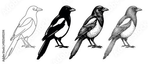 Four magpie bird illustrations in different artistic styles, including continuous one-line art, a black silhouette, detailed engraving, and stippling dotwork for a creative design set
