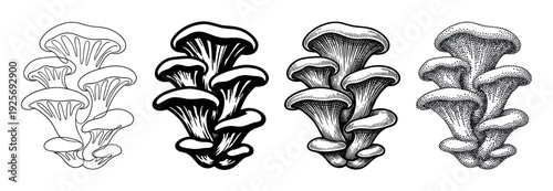 Four black and white oyster mushroom illustrations showing different artistic styles including continuous line art, engraving, stippling, and a high contrast graphic design in a single set