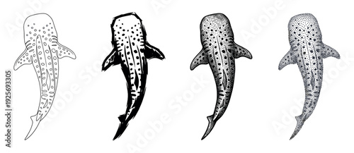 Set of four whale shark illustrations showcasing different hand-drawn techniques like line art, brushstroke, engraving, and stippling from a top-down perspective