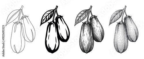 Set of four honeysuckle berry illustrations in different artistic styles including line art, solid ink, classic engraving, and detailed stippling for botanical designs