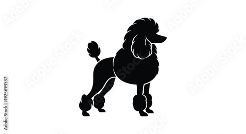Elegant black poodle standing in profile detailed fur texture silhouette