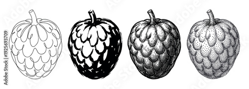 Set of four hand-drawn cherimoya illustrations showcasing various artistic styles from simple line art and ink sketch to detailed engraving and stippling techniques