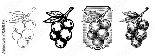 Set of four berry branch illustrations in different artistic styles including line art, silhouette, vintage engraving, and stipple dotwork for a classic, hand-drawn look