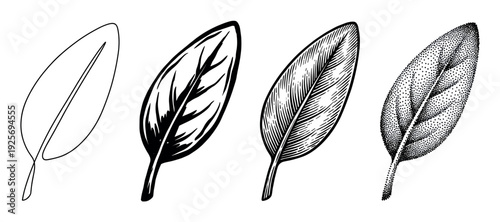Four hand-drawn sage leaf illustrations in a row, showcasing different artistic styles from simple line art and graphic ink to detailed engraving and stippling