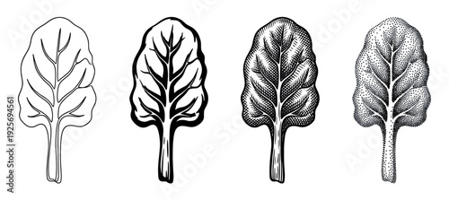 Four black and white spinach leaf illustrations showcasing a progression of artistic techniques like line art, bold ink, classic engraving hatching, and pointillism stippling