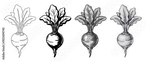 Four beetroot vegetable illustrations in different artistic styles including line art, engraving, stippling, and ink wash for a classic, hand-drawn botanical look