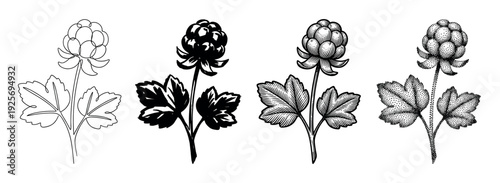 Four cloudberry plant illustrations in a set of different artistic styles including line art, silhouette, vintage engraving, and stipple dotwork for botanical design