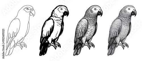 Four black and white parrot illustrations in a row showcase different artistic styles, including minimalist line art, bold ink, detailed engraving, and dotwork stippling