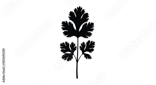 A detailed black silhouette of a cilantro sprig is displayed