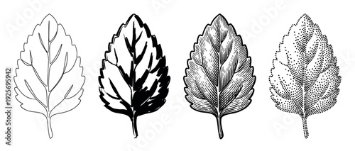 Four black and white illustrated plant leaves showcasing different artistic techniques including line art, brush stroke, vintage engraving, and stippling