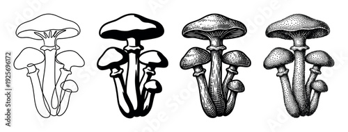 Mushroom illustration set with four distinct styles, including minimalist continuous line art, bold silhouette, classic woodcut engraving, and detailed stippling