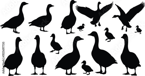 Duck silhouette collection isolated on white background, domestic and wild waterfowl poses, standing walking flying, farm animal, wildlife design element set