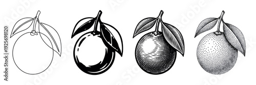 Four black and white orange fruit illustrations with leaves, showcasing a variety of graphic styles from simple outline and hatching to detailed stippling and bold silhouette