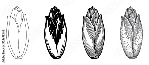 Four chicory vegetable illustrations in different artistic styles including line art, graphic silhouette, vintage engraving, and stippling dotwork, showing a progression of detail