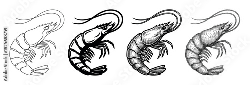 Set of four shrimp illustrations showing different artistic styles including line art, silhouette, vintage engraving, and stippling for seafood restaurant menu design