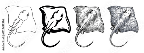 Set of four black and white stingray illustrations in different artistic styles including line art, silhouette, detailed engraving, and dotwork stippling