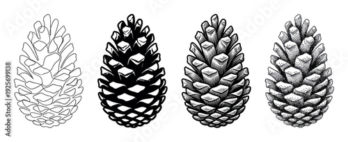 Four pine cone illustrations in different graphic styles including continuous line art, silhouette, engraving, and stippling, showing a creative collection of botanical drawings