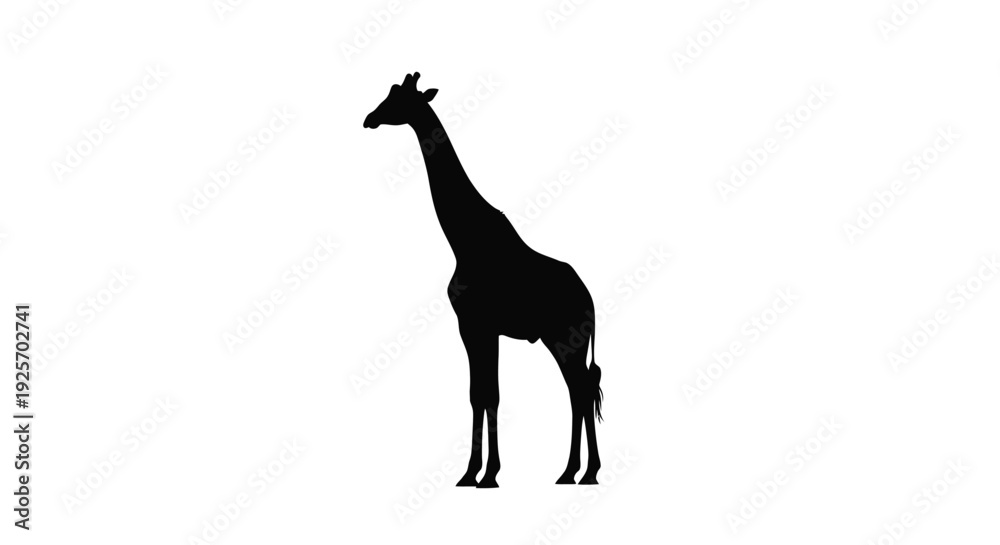 Fototapeta premium A striking black giraffe stands prominently against a white background silhouette