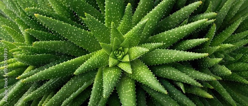 Close-up view of aloe vera plant showcasing its tall leaves, green background, and distinctive white spots, highlighting the plant's growth pattern and vitality