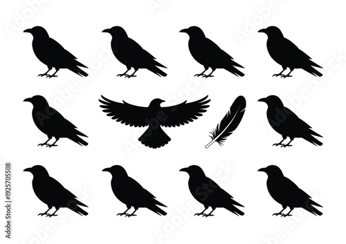 Collection of vector black crow silhouettes in various poses including standing, flying, and a stray feather.