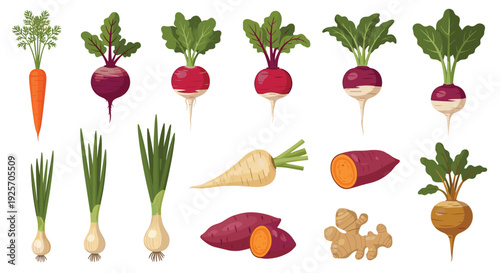 A colorful assortment of fresh, healthy root vegetables with green leafy tops, including carrots, beets, radishes, parsnips, sweet potatoes, and ginger.