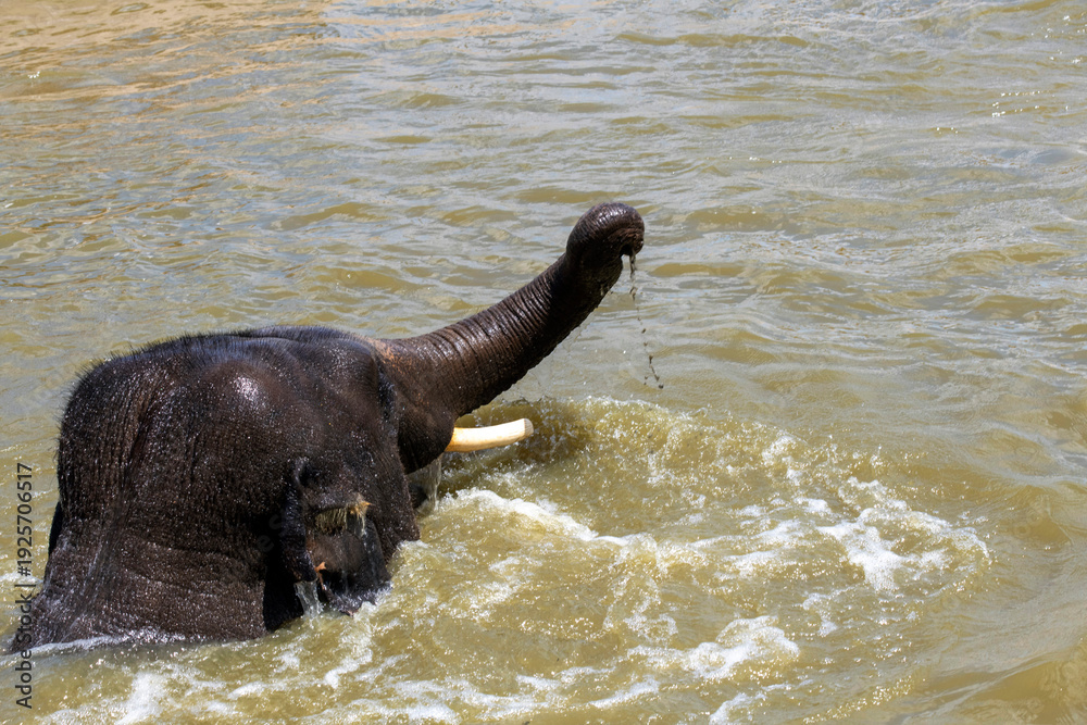 Naklejka premium Asian Elephant (Elephas maximus)