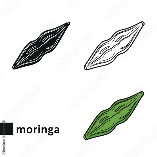 Moringa pod botanical illustration including color and silhouette line art icons