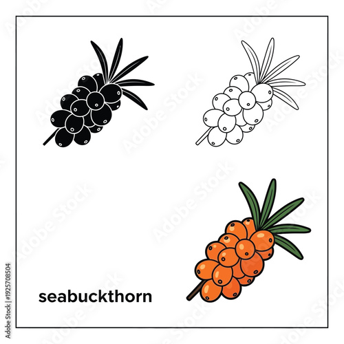 Sea buckthorn berries set. graphic drawing berry for children coloring book vector
