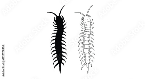 Two millipedes one dark and one light shown in profile silhouette