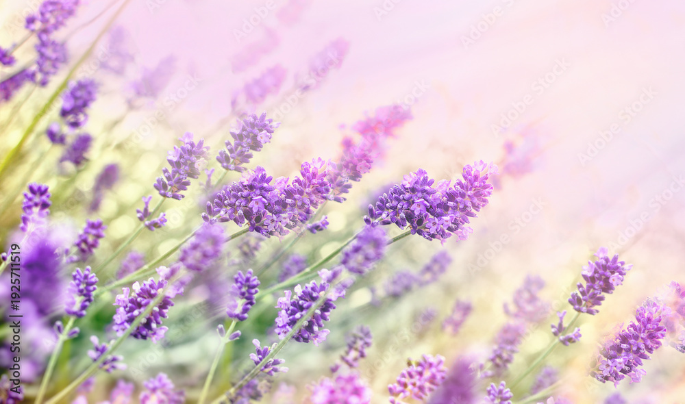 Fototapeta premium Beautiful lavender flower, lavender flower in bloom, lavender field in provence france