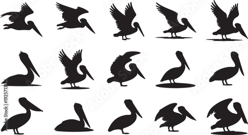 Assortment of Silhouette Pelicans in Various Poses and Actions Flying bird standing
