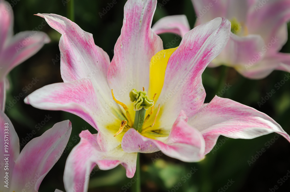 Fototapeta premium Pink and white striped tulip in close-up