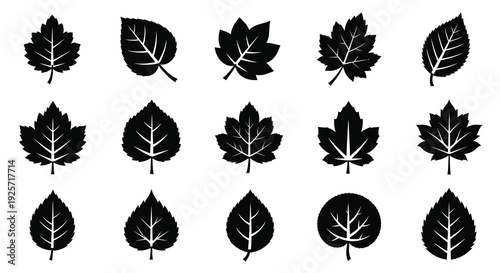Collection of various leaf shapes displayed in black silhouette