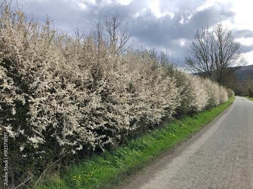 Blackthorn Hedge in flower in April, North Yorkshire, England, United Kingdom