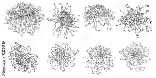 Set of detailed isolated chrysanthemum line drawings on a white background. Hand-drawn botanical vector collection with elegant floral elements, suitable for prints, posters, stationery, pack