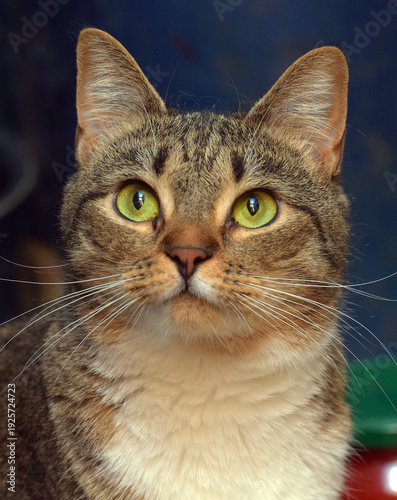 A close-up portrait of a domestic tabby cat with expressive green eyes.  