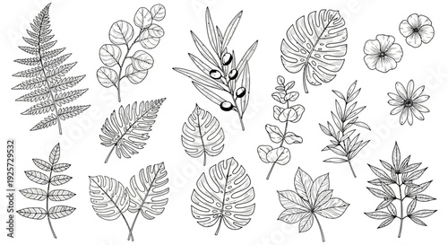 Exquisite hand-drawn botanical vector illustrations set featuring diverse outline foliage and flora collection