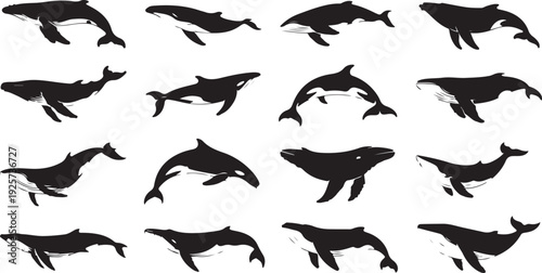 Assortment of black whale and orca silhouettes in various poses on a white background
