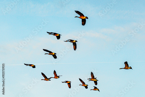 Fotografía The scenic sunset views of Ada Hayden Heritage Park is a haven for wildlife of all kinds, including migratory birds in Ames, Iowa