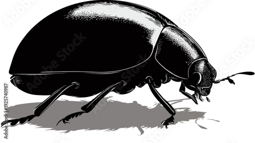 A detailed, stylized illustration of a beetle, depicted in black and white with gray shading