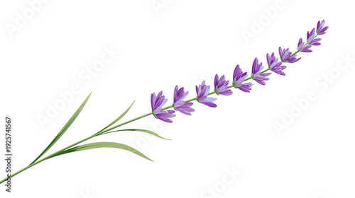 A detailed illustration of a lavender sprig with purple flowers and green leaves on white background