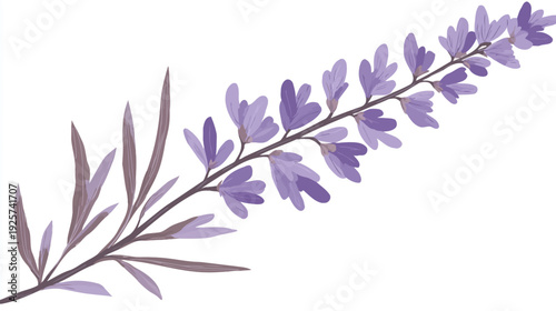 A watercolor illustration of a lavender sprig with delicate purple flowers and green leaves on white