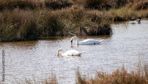 swans on the lake