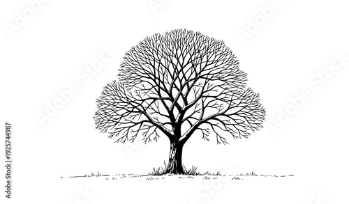 Bare Fruit Tree in Winter Field Realistic Orchard Vector Illustration Isolated on White Background