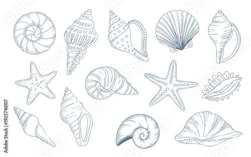 Coastal seashell and starfish outline set with minimal sketch detail. Hand drawn seashell collection in clean line art style.