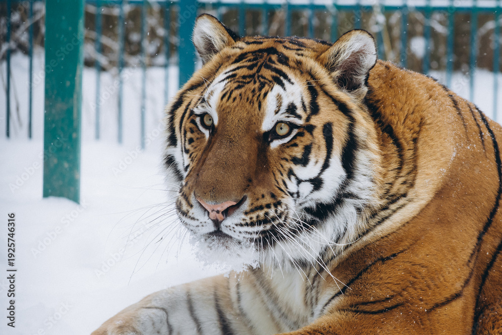 Obraz premium tiger close-up in the snow, high quality photo