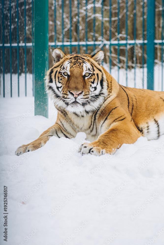 Obraz premium tiger close-up in the snow, high quality photo